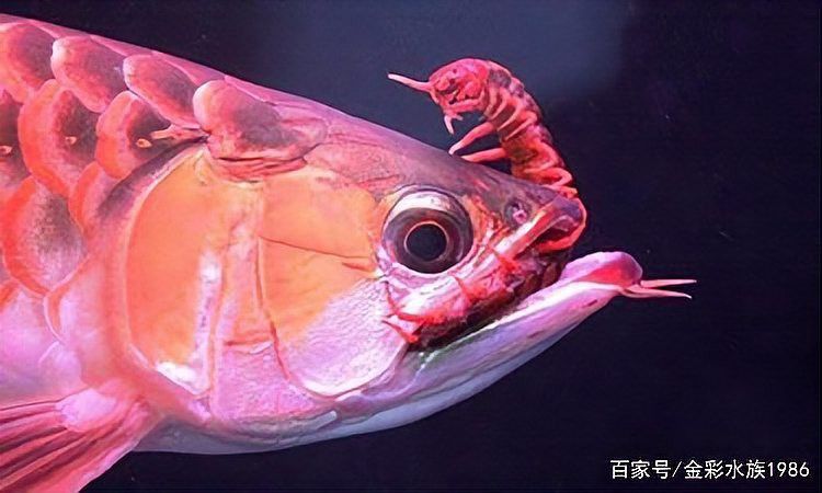 金龍魚能吃蜈蚣嗎？
