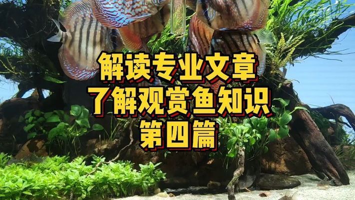 鯊魚能不能和金龍魚混養一起釣呢：鯊魚能不能和金龍魚混養一起釣？