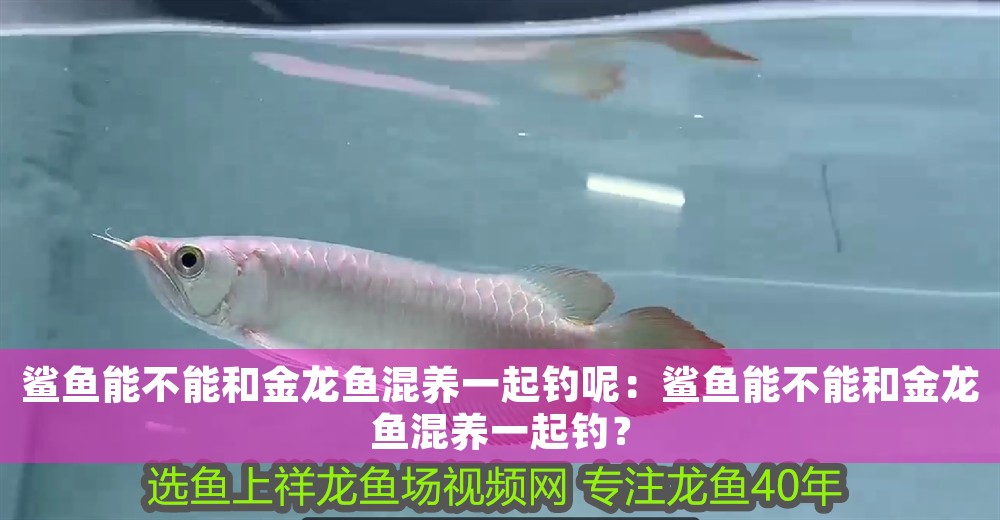 鯊魚能不能和金龍魚混養一起釣呢：鯊魚能不能和金龍魚混養一起釣？