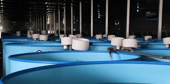 魚苗生長速度的影響因素：影響魚苗生長速度的關鍵因素：放養(yǎng)密度是影響魚苗生長的重要因素