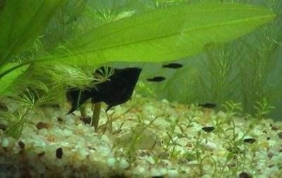 魚苗生長速度的影響因素：影響魚苗生長速度的關鍵因素：放養(yǎng)密度是影響魚苗生長的重要因素