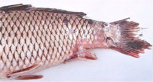 如何判斷金龍魚爛尾是否感染細(xì)菌？