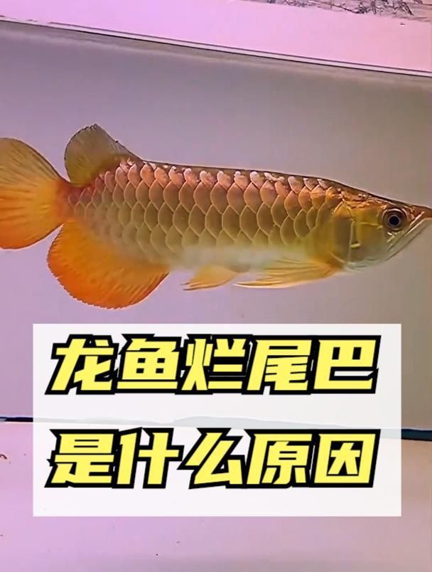 如何判斷金龍魚爛尾是否感染細(xì)菌？
