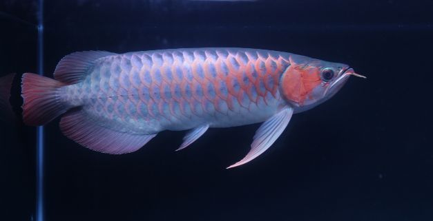 紅龍魚難養嗎？（紅龍魚喂食頻率指南,紅龍魚水質管理技巧和注意事項）