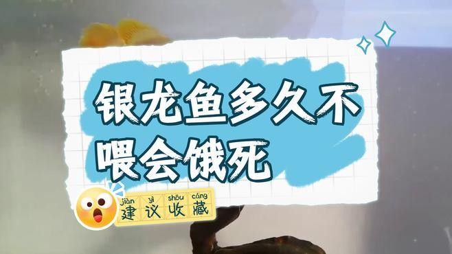銀龍魚幾天不吃東西會餓死 銀龍魚幾天不吃東西會餓死 龍魚百科