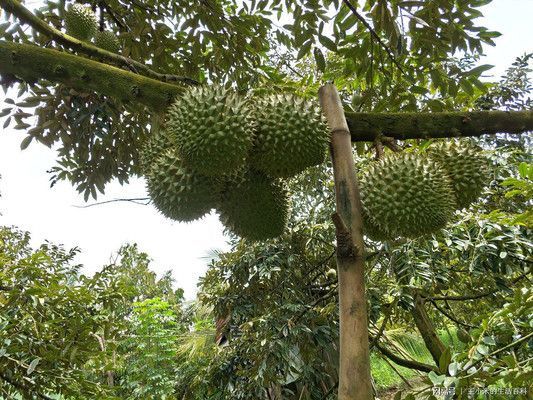 貓山王榴蓮價(jià)格對(duì)比，2018年貓山王榴蓮的價(jià)格