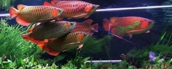 紅龍魚吃什么食物最好:七彩龍魚怎么養