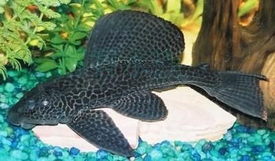 龍魚缸養清道夫還是反游貓：龍魚缸養清道夫還是反游貓魚，