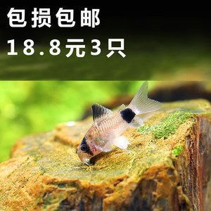 龍魚缸養清道夫還是反游貓：龍魚缸養清道夫還是反游貓魚，