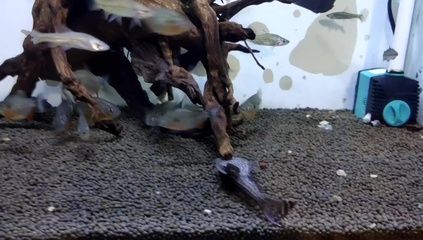 龍魚缸養清道夫還是反游貓：龍魚缸養清道夫還是反游貓魚，