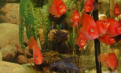 龍魚缸養清道夫還是反游貓：龍魚缸養清道夫還是反游貓魚，
