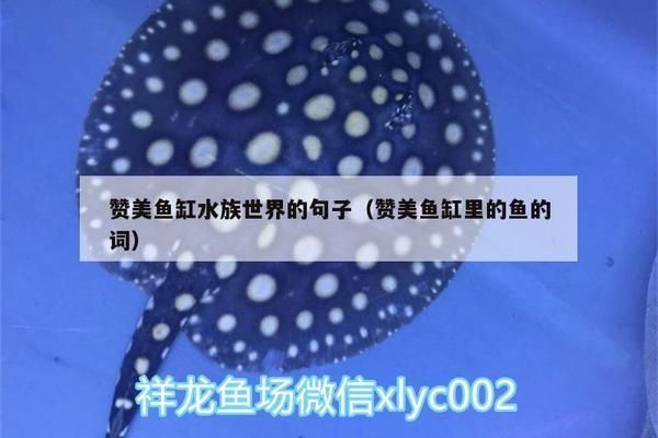 魚缸好的夸贊語句（如何布置魚缸景觀魚缸色彩搭配技巧）