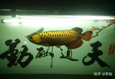 買賣龍魚犯法嗎知乎（買賣龍魚會受到法律制裁嗎？）
