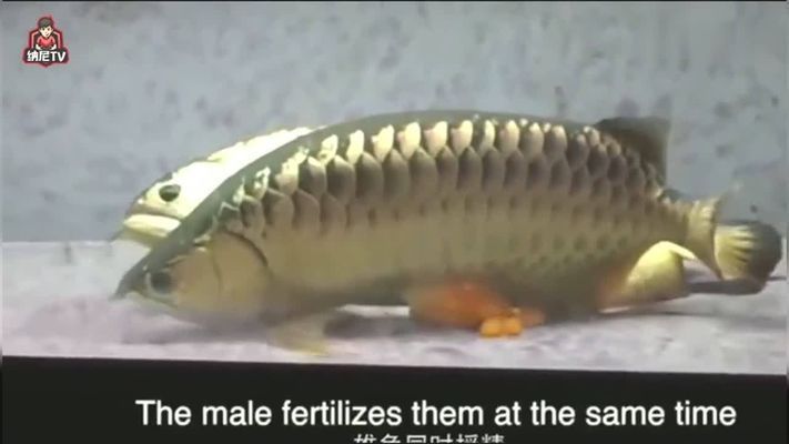 金龍魚繁殖方法（金龍魚的繁殖方法）