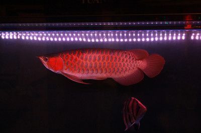 龍魚能用海水養嗎：如何檢測水族箱水質，龍魚日常飲食指南