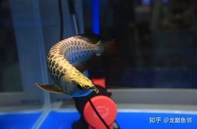 金龍魚福利待遇：金龍魚的福利待遇包括高工資待遇、全面的福利保障