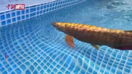 龍魚魚缸哪個(gè)牌子好一點(diǎn)：2024年魚缸十大品牌
