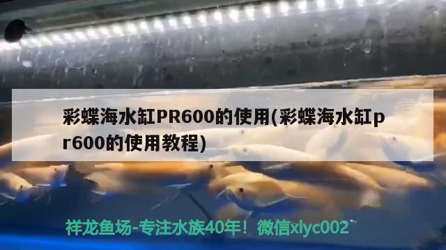 彩蝶海水缸PR600的使用(彩蝶海水缸pr600的使用教程)