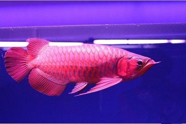 龍魚怎么選擇：如何判斷龍魚性別