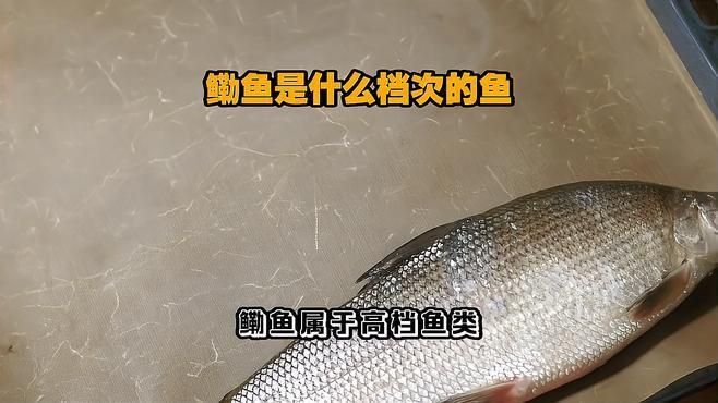 鰳魚是什么檔次的魚