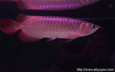 龍魚三年能長多大：關(guān)于龍魚三年生長情況的詳細(xì)信息，龍魚三年內(nèi)能長多大