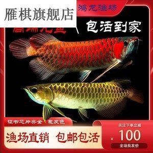 龍魚只在水面上游動：龍魚為什么只在水面上游動