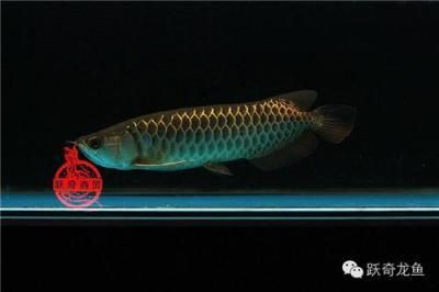 李亞四古典過背金龍魚是一種具有高品質和獨特的觀賞魚類：李亞四古典過背金龍魚
