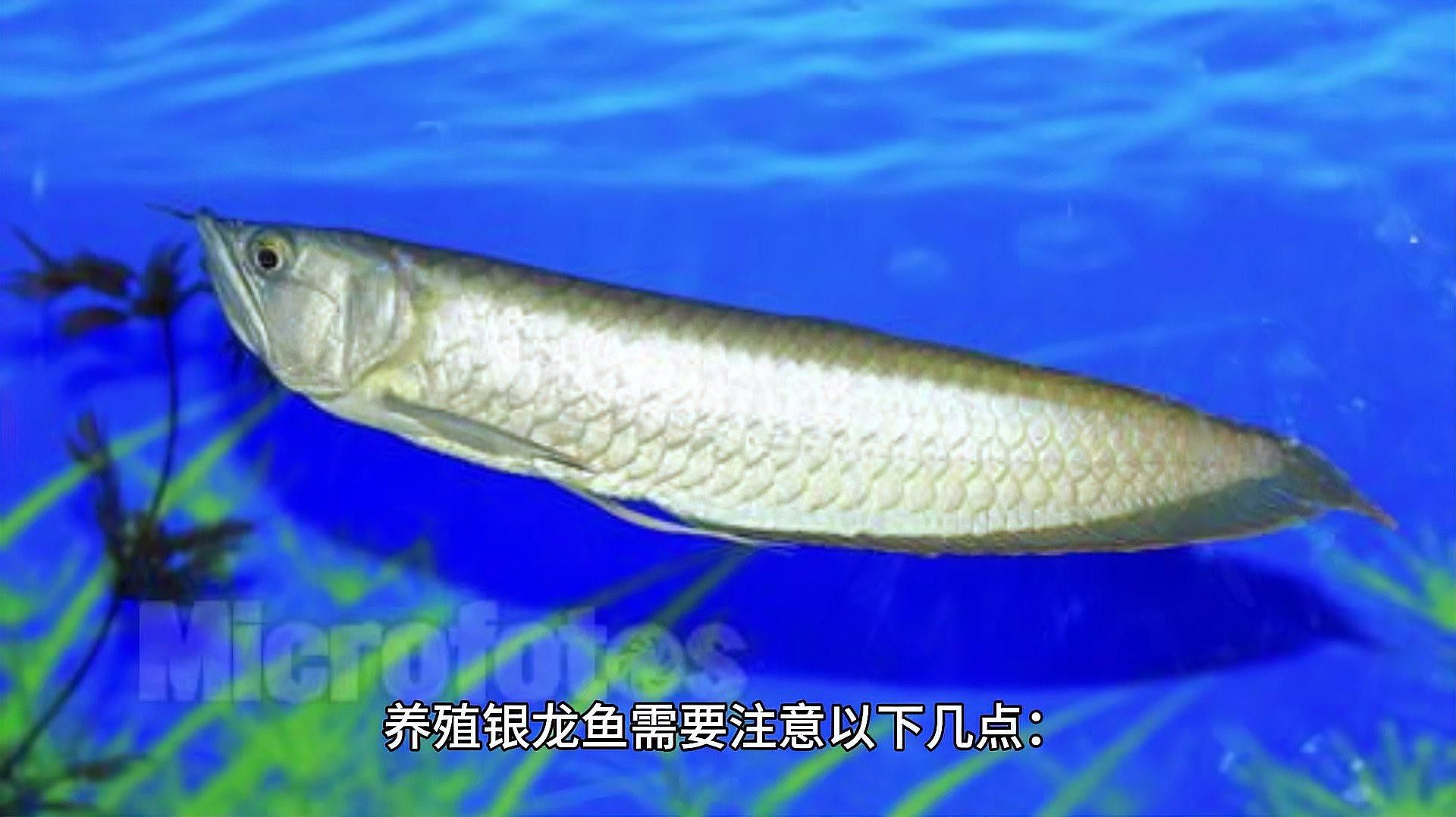 如何判斷銀龍魚是否適應(yīng)當(dāng)前照明？