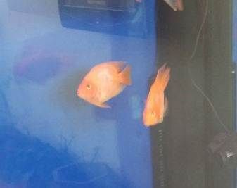 龍魚哪里有賣（北京、上海、深圳三個城市的龍魚購買地點）