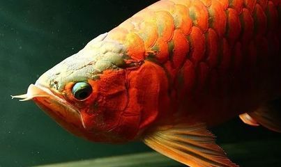 紅龍魚疾病治療方法：紅龍魚健康狀況對飼養者來說至關重要,紅龍魚疾病治療方法
