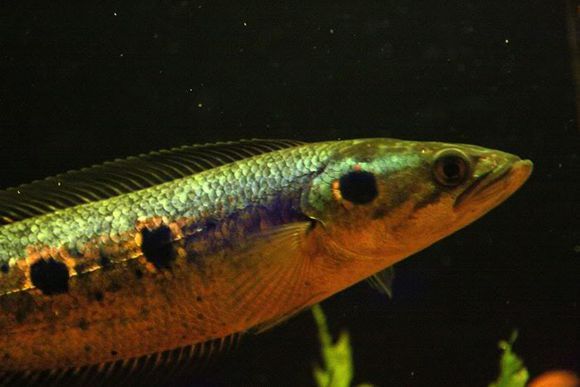 龍魚配魚推薦及種類：適合與龍魚混養的魚類，