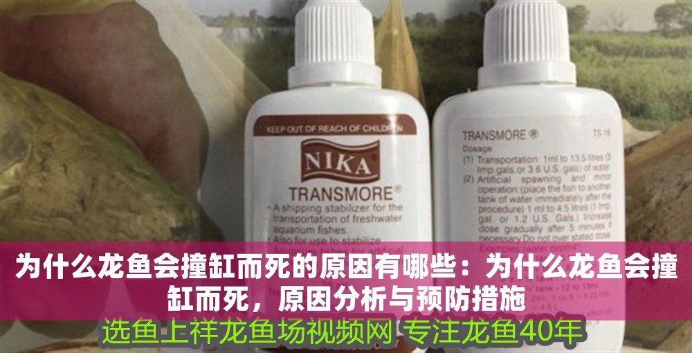 為什么龍魚會撞缸而死的原因有哪些：為什么龍魚會撞缸而死，原因分析與預防措施