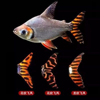 紅龍魚和銀龍魚混養有什么好處：紅龍魚和銀龍魚同屬一個大類下的兩個品種，生活習性上有諸多相同之處