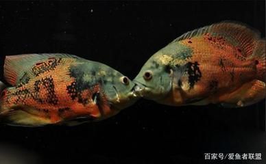 龍魚和地圖魚混養(yǎng)需要注意什么（混養(yǎng)龍魚和地圖魚混養(yǎng)時需要注意以下幾個關(guān)鍵點）