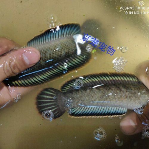 什么雷龍魚最便宜又好看的