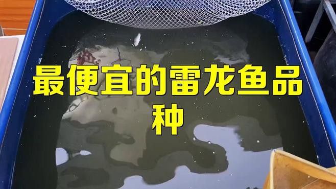 什么雷龍魚最便宜又好看的