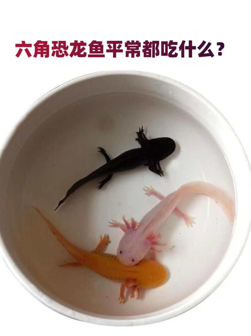 恐龍魚喜歡吃什么東西圖片
