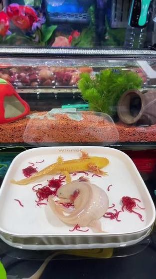 恐龍魚喜歡吃什么東西圖片