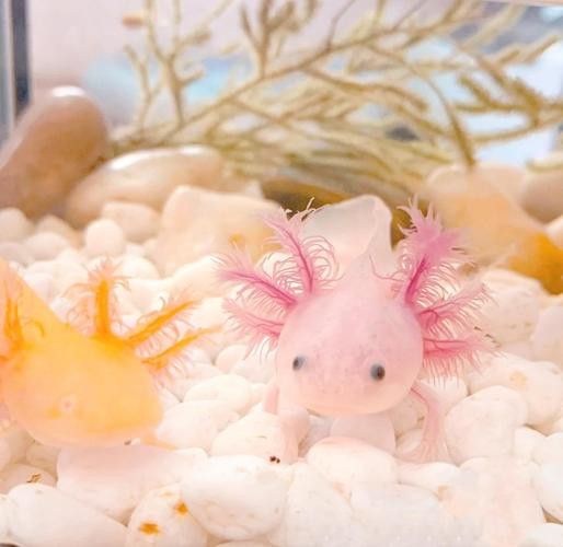 恐龍魚喜歡吃什么東西圖片