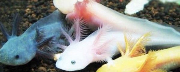 龍魚只喂小魚可以嗎：龍魚飲食注意事項，