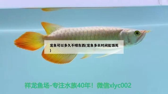 龍魚兩個月不吃東西能死嗎：龍魚在兩個月不吃東西會死亡嗎？