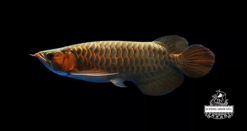 龍魚沉尾需要隔離嗎？ 龍魚沉尾需要隔離嗎？ 龍魚百科 第7張