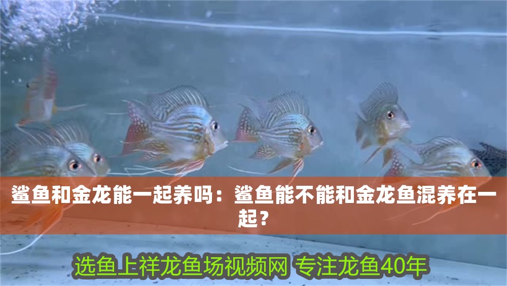 鯊魚和金龍能一起養嗎：鯊魚能不能和金龍魚混養在一起？