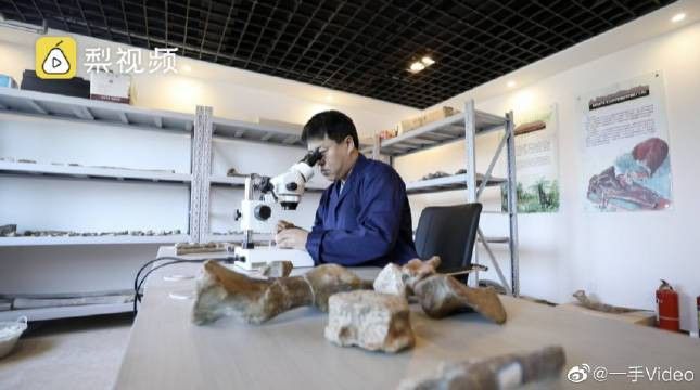 恐龍化石的保養方法有哪些？