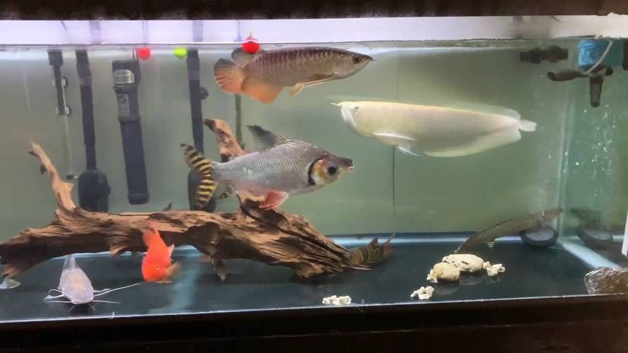 銀龍魚和什么魚混養好看圖片大全集