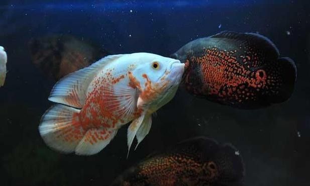 銀龍魚和什么魚混養好看圖片大全集