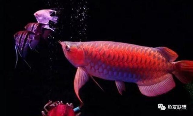 紅龍魚要用什么燈管（養紅龍魚用什么燈好）