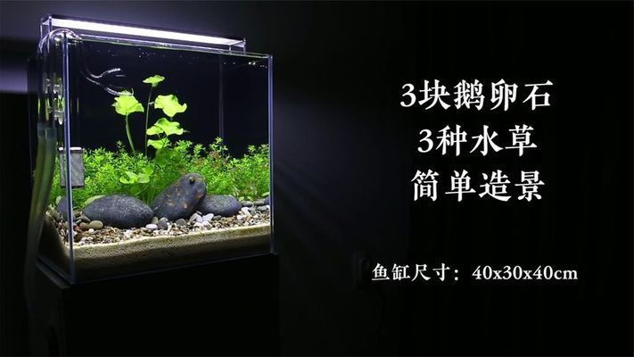桌面魚缸造景視頻（桌面魚缸造景創意設計水草種植技巧與養護桌面魚缸過濾系統選擇）