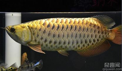 中國最貴的金龍魚拍了多少錢一條：中國最貴的金龍魚拍了多少錢一條一條金龍魚拍了多少錢