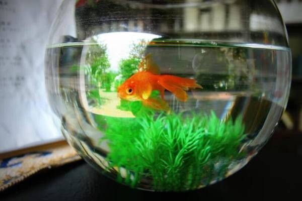 水族器材購買常見問題解答：如何選擇合適的水族箱